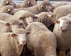 sheep1