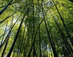 bamboo forest