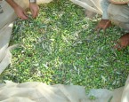 Olive_Harvest