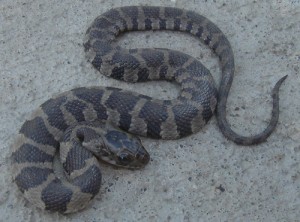 Snake