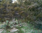 cactus trail2