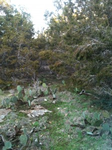 cactus trail2