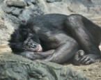 800px-Bonobo7_CincinnatiZoo
