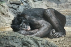 800px-Bonobo7_CincinnatiZoo