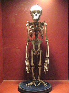 256px-Tysons_Pygmy_(73549097)
