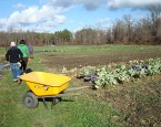 320px-Harvest_on_the_farm
