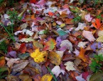 800px-Autumn-leaves-fall-leaf-trail_-_West_Virginia_-_ForestWander