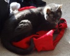 A healthier Libby stakes her claim to my best friend's luggage.