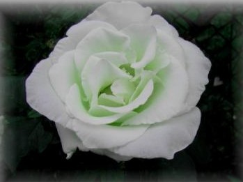 White_rose