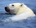 667px-Ursus_maritimus_4_1996-08-04-300x269