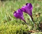 Crocus_dans_le_jardin_-_049