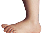 http://commons.wikimedia.org/wiki/File%3AMonty_python_foot.png.
